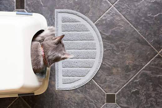 Grijze kat die zijn kop uit de kattenbak steekt, van boven gezien.