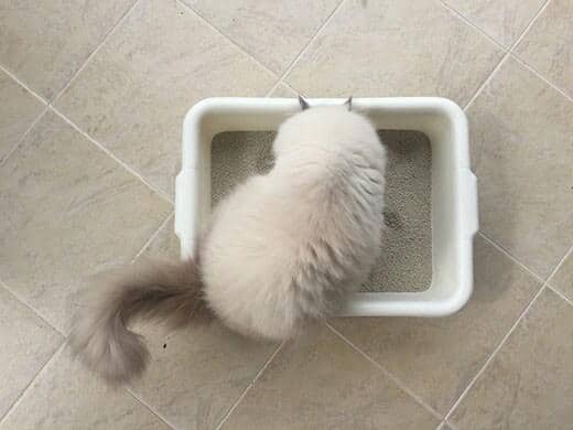 Perzische kat staat in witte kattenbak op tegelvloer. 