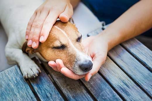 Persoon die de kop van een Jack Russell vasthoudt die op een tafel ligt.