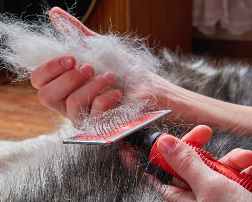 Persoon borstelt een hond die grote plukken haar verliest