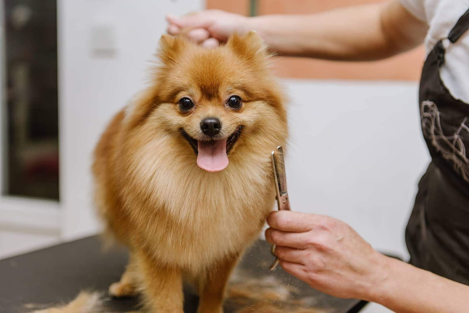 Blonde Dwergkeeshond wordt verzorgd
