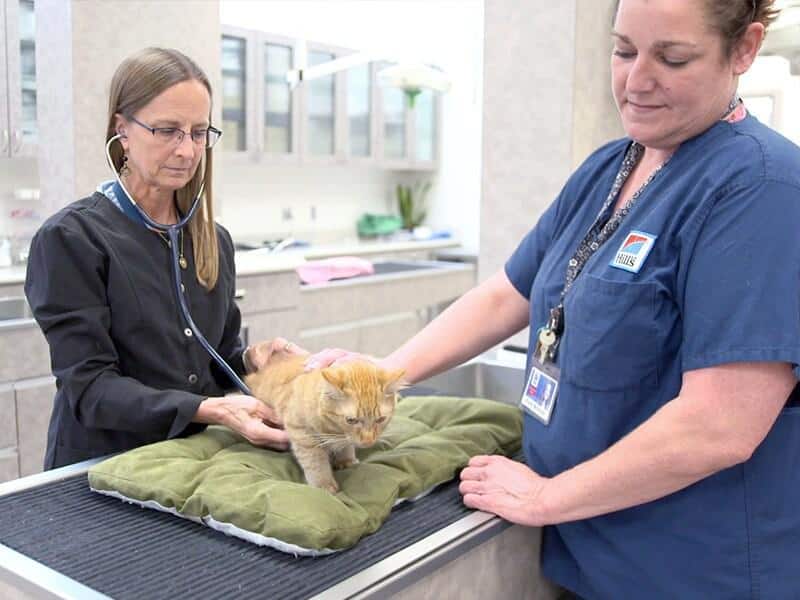 Dierenarts en dierenartsassistent kijken naar een roodbruine kitten op tafel.
