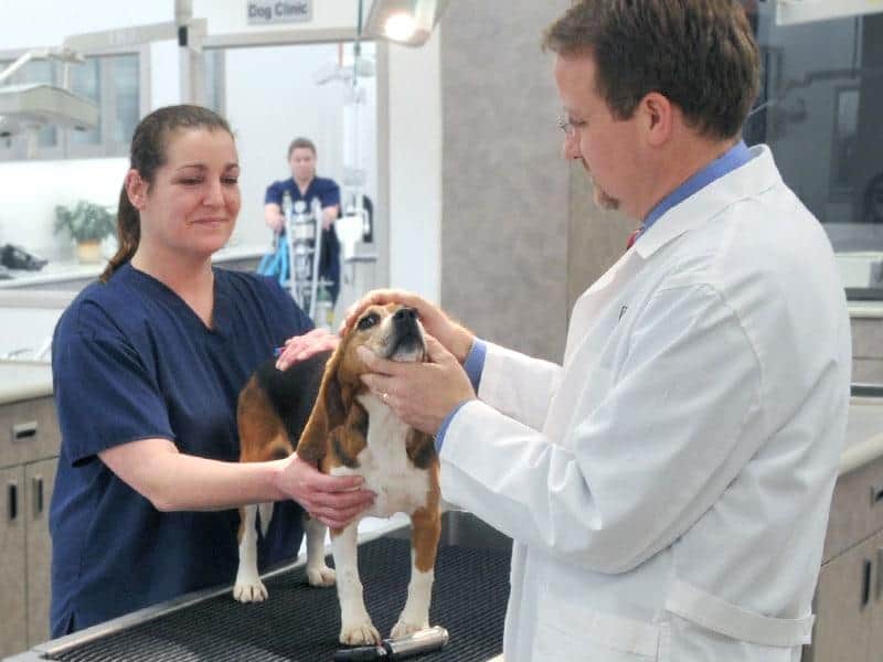 Dierenarts en dierenartsassistent onderzoeken een beagle op een medische tafel.