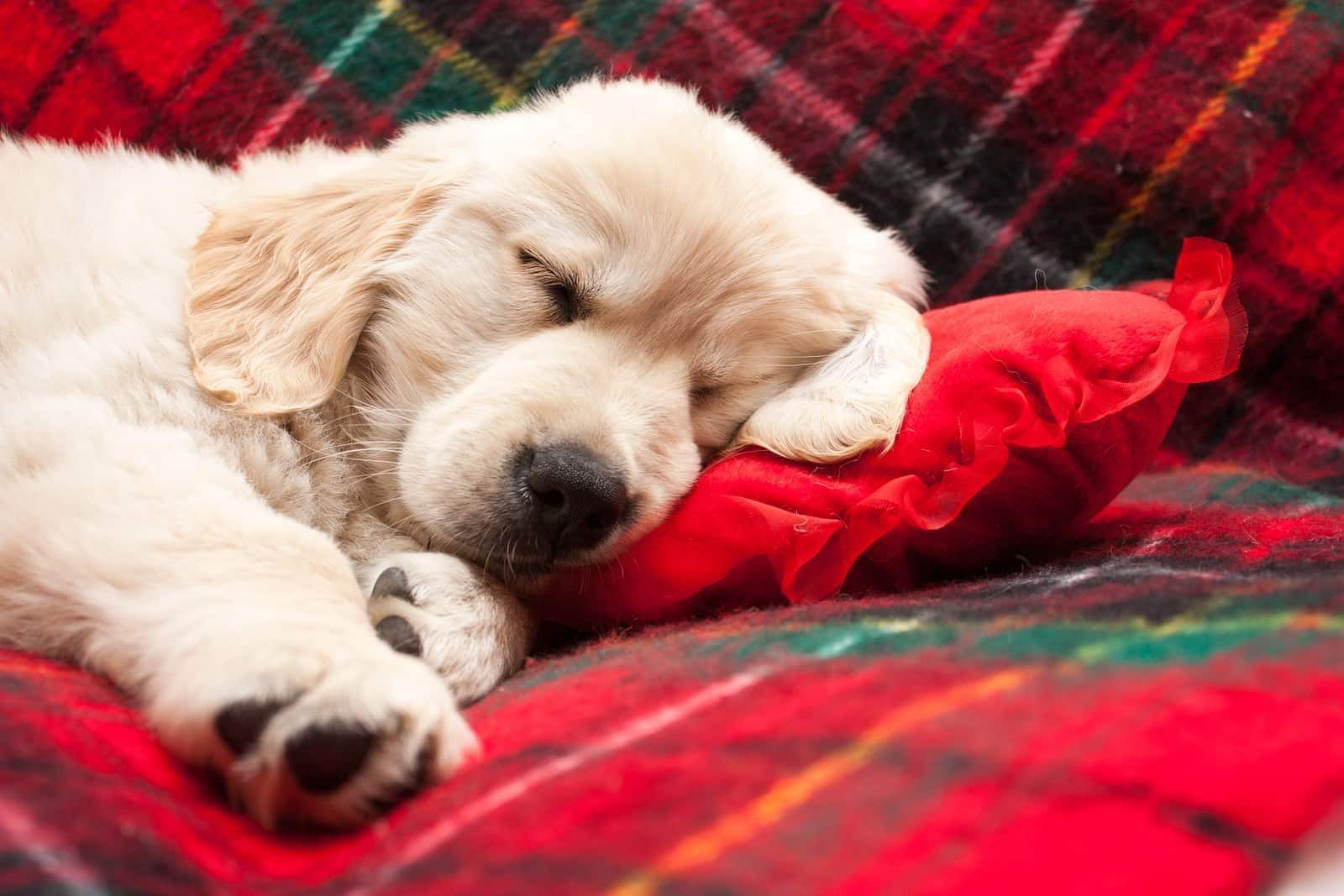Golden Retriever-puppy die slaapt op een rode flanellen deken.