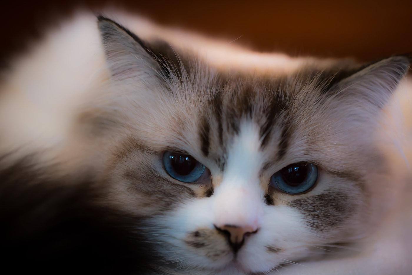 Mooie ragdoll kat met grote blauwe ogen.