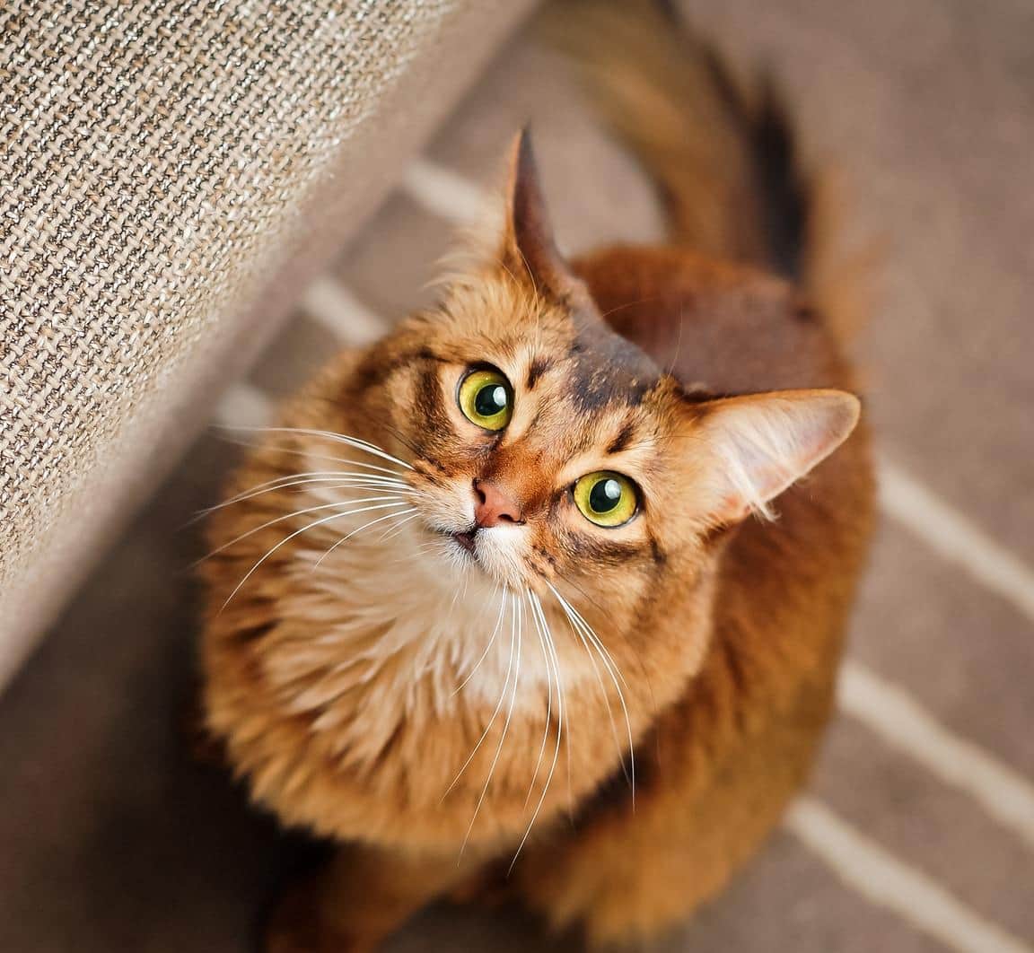 Rasechte rossige Somalische kat opzoeken staren naar de camera.