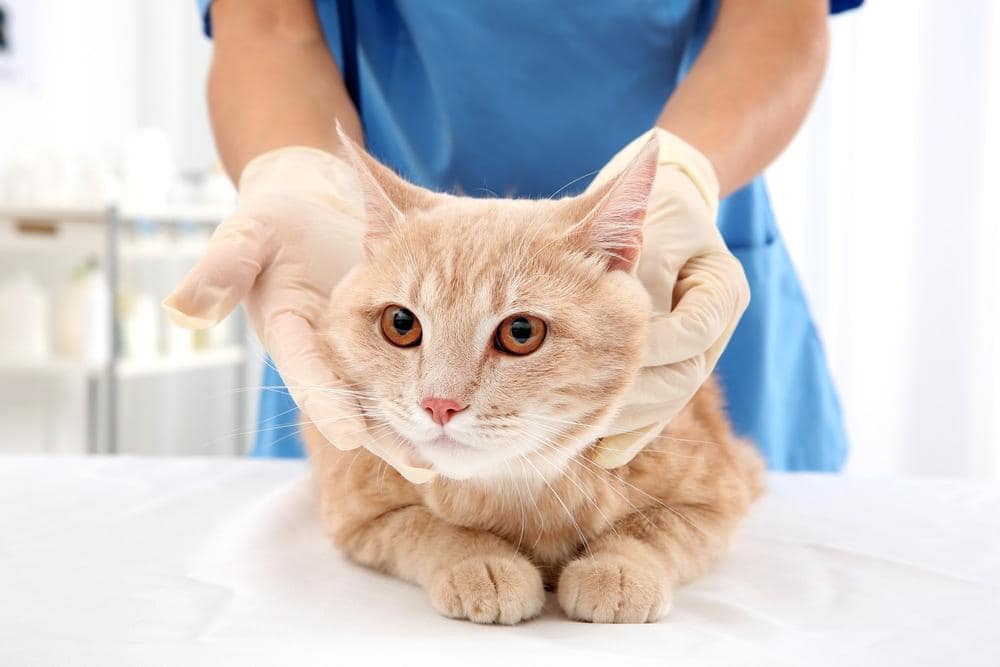 Rode cyperse kat in dierenkliniek