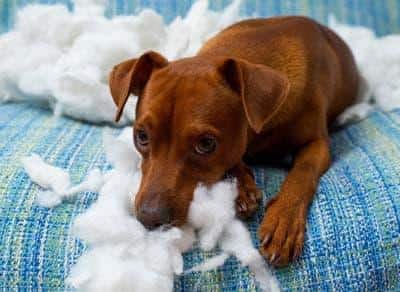 Bruine hond op een blauwe bank kijkt terneergeslagen na het verscheuren van een kussen.