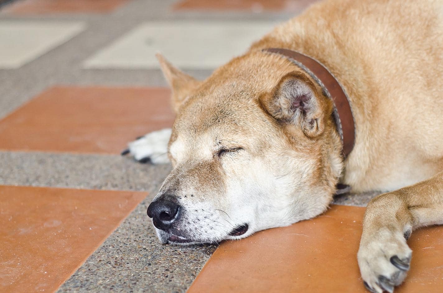 Shiba Inu slaapt op vloer met oranje en grijze tegels