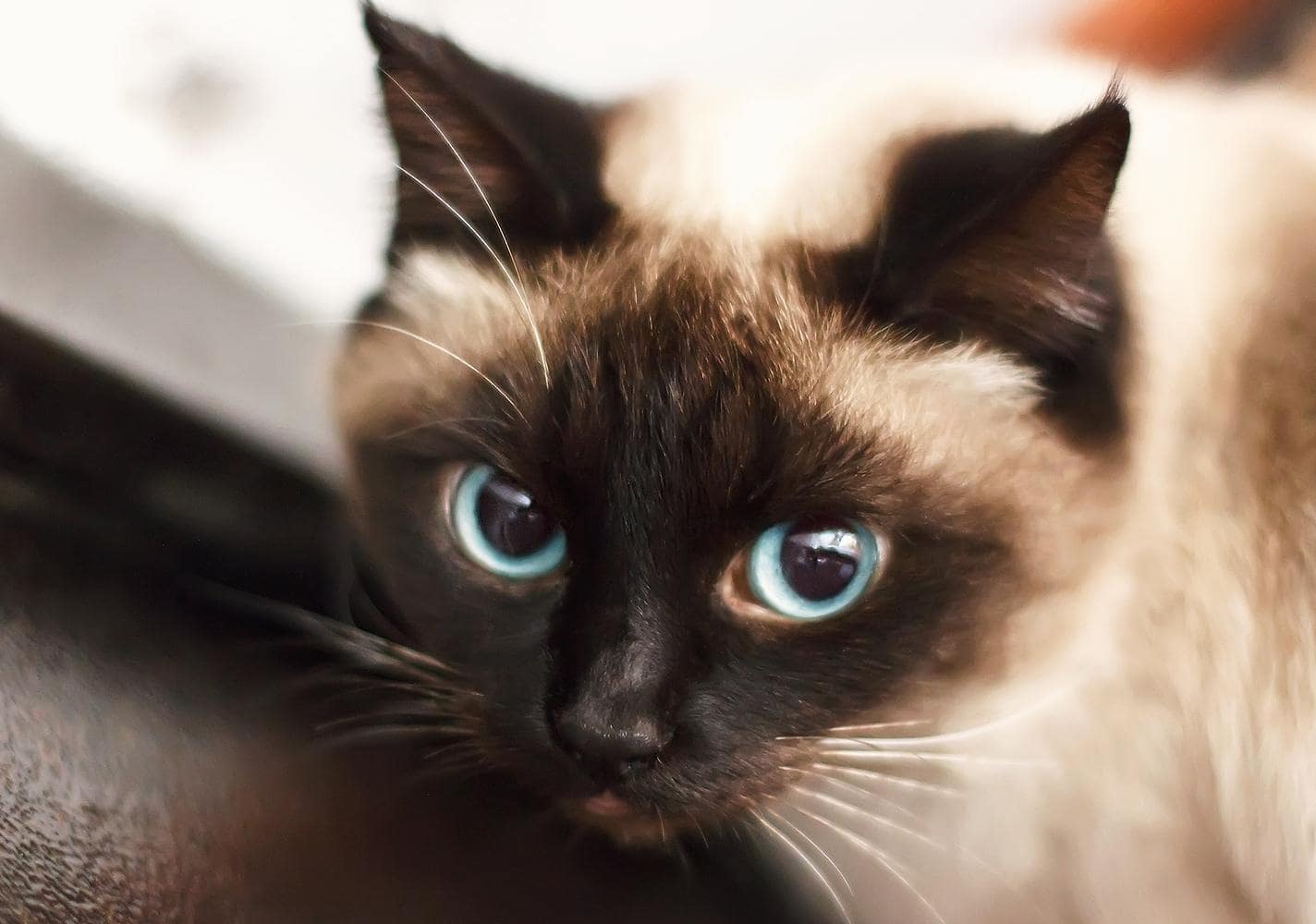 Siamese kitten met blauwe ogen.