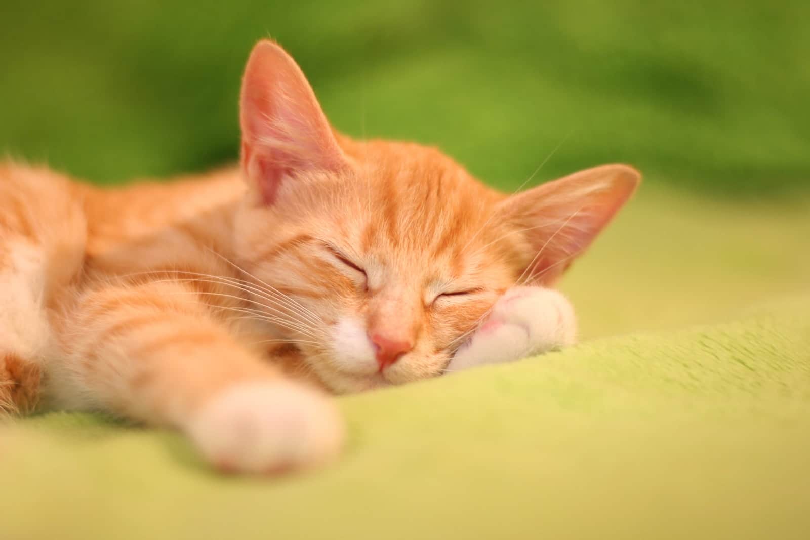 kleine roodbruine cyperse kitten slaapt op groene deken.
