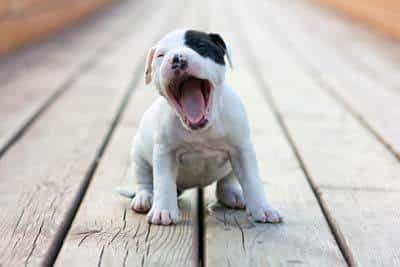 American Staffordshire terriër puppy, wit met zwarte oogvlek, zit op houten platen en gaapt