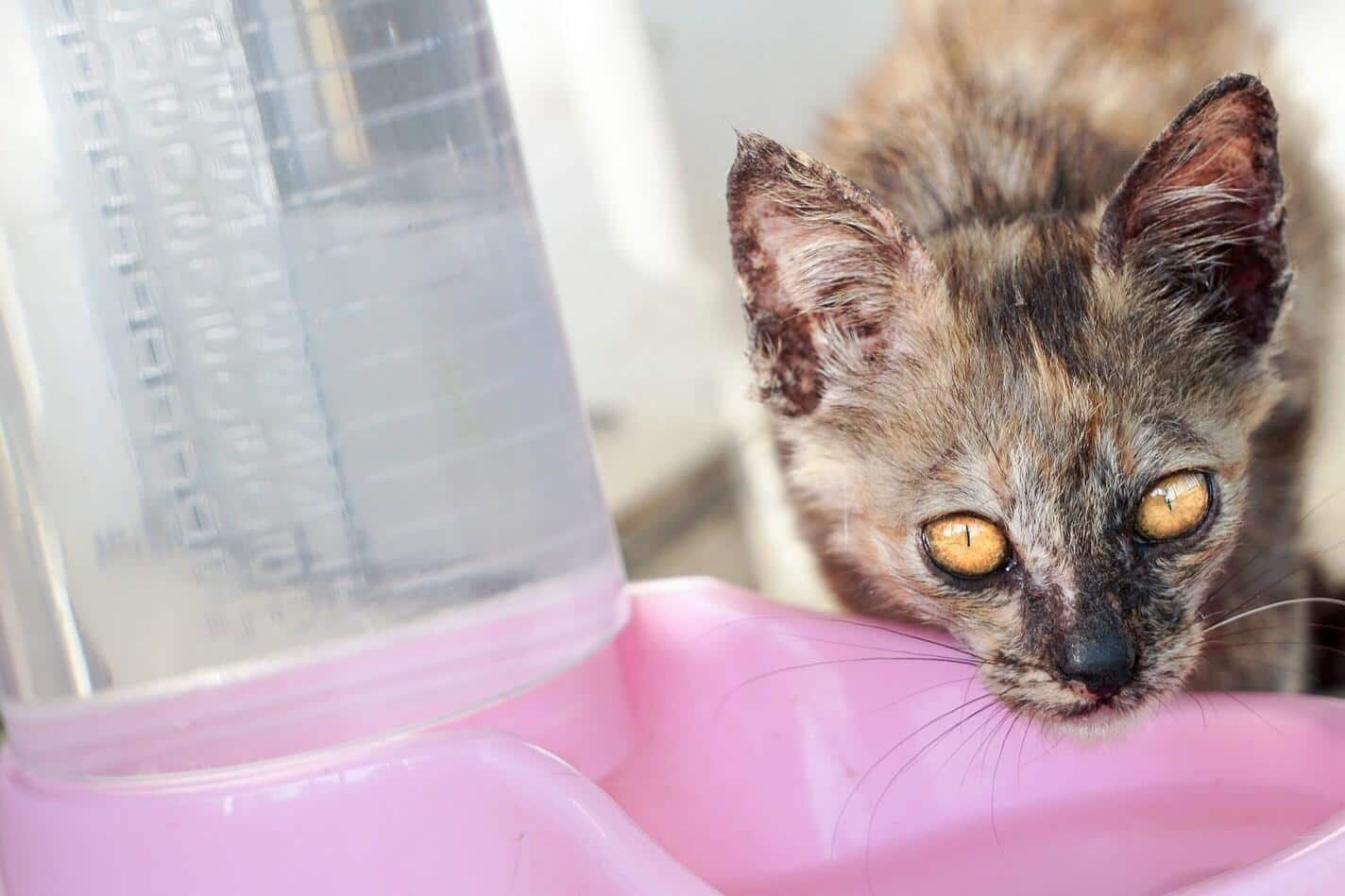 Gevlekte kat drinkt uit een roze waterbakje