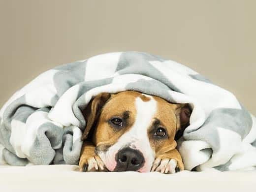 Staffordshire terrier gewikkeld in een deken.