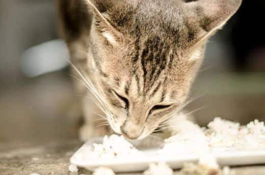 Gestreepte kat een rijst van een witte schaal.