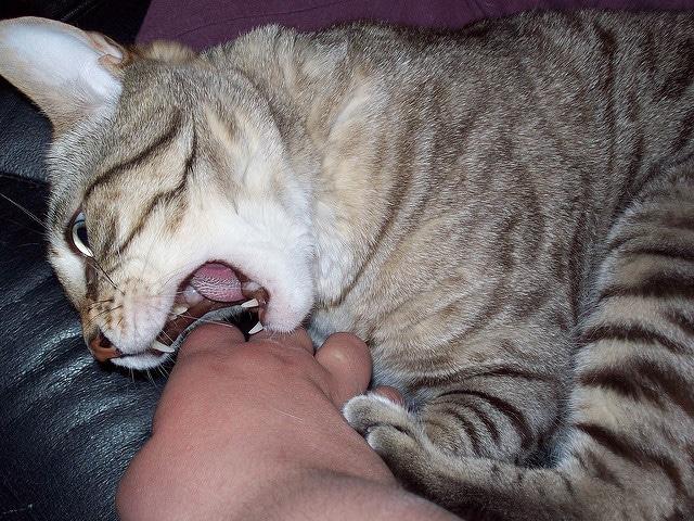 Gestreepte kat bijt naar de hand van zijn baasje terwijl zij op schoot zit