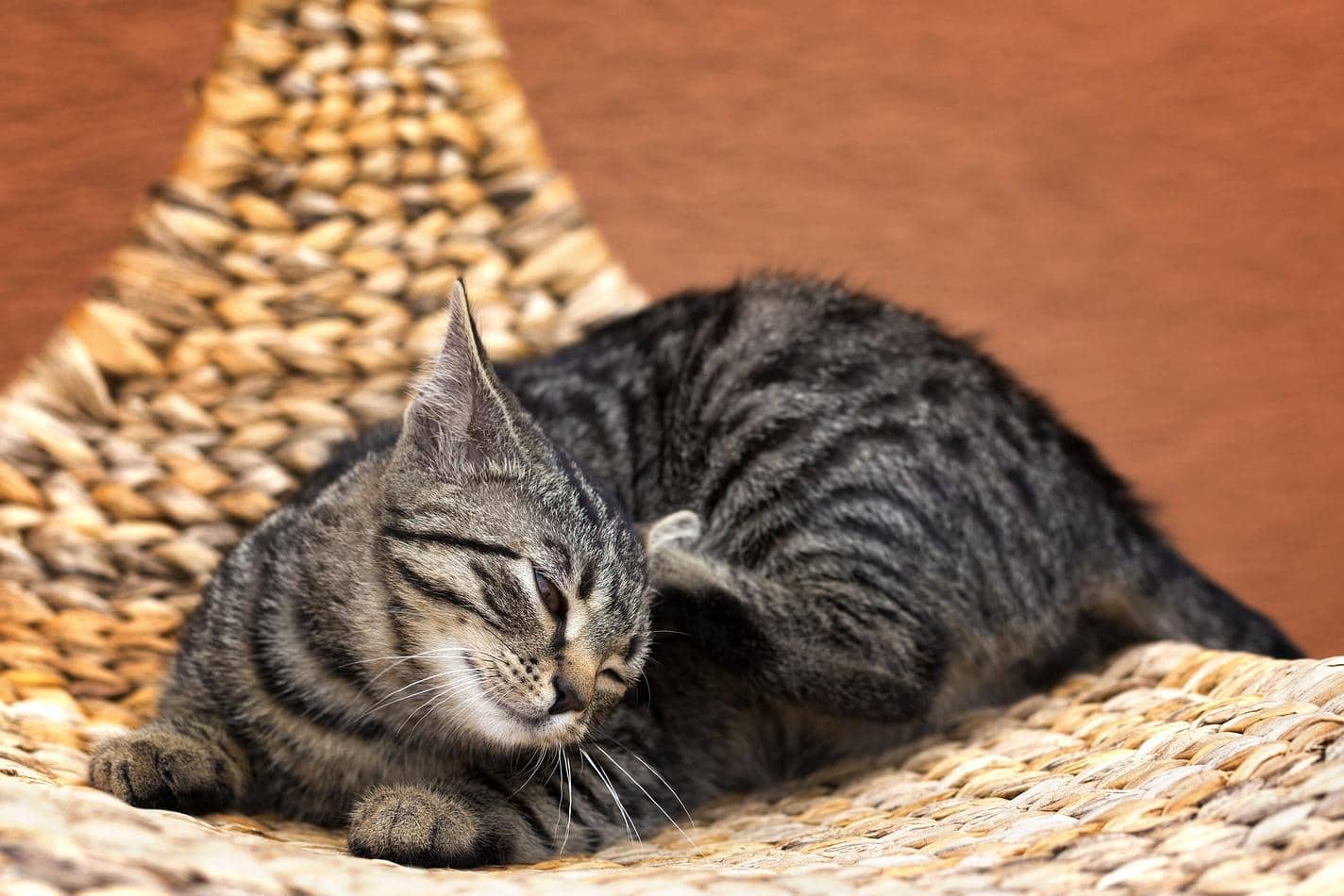 Gestreepte grijze kat krabbende kat op een schommelstoel in de tuin