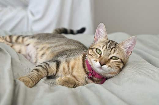 Grijze, gestreepte cyperse kat liggend op bed