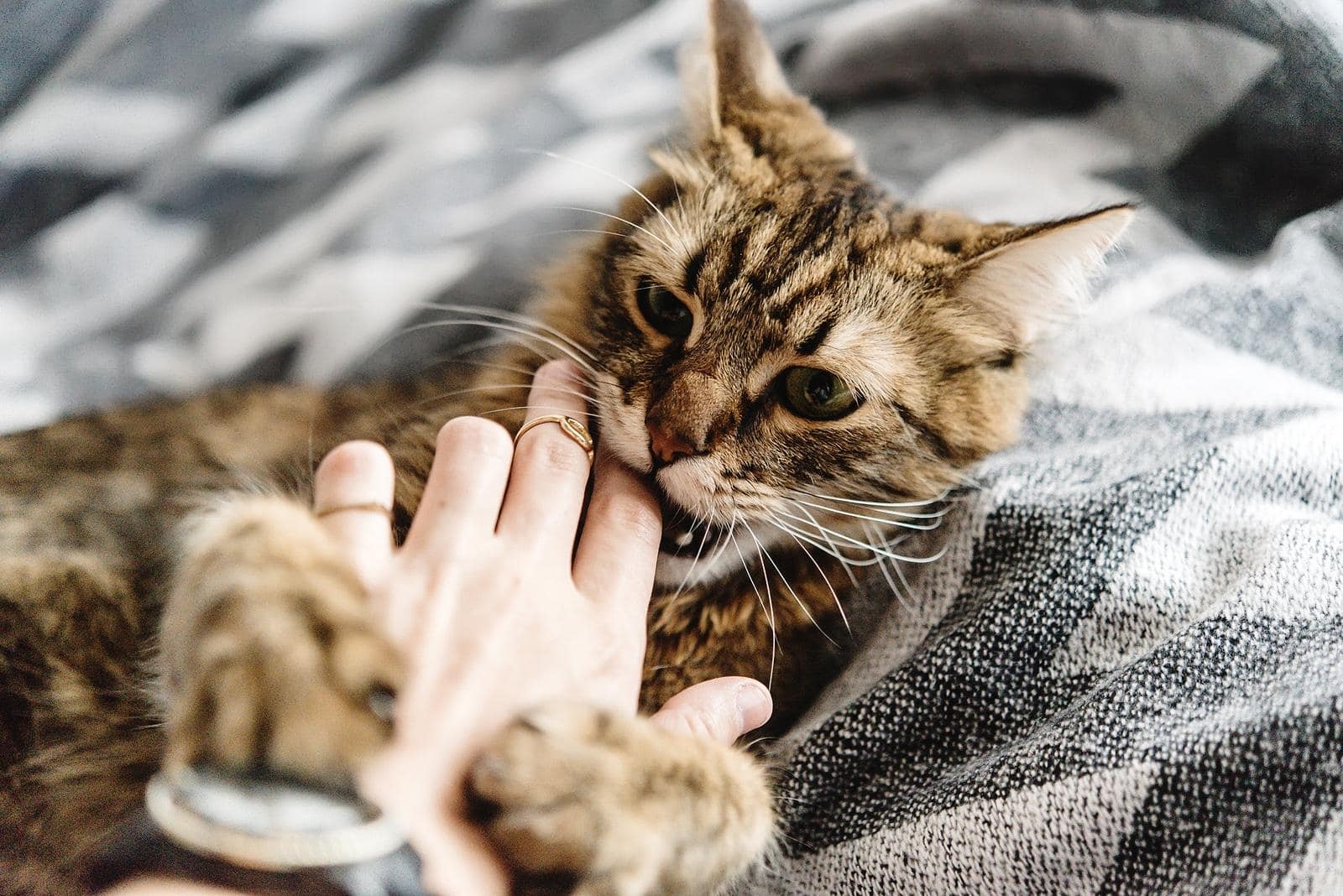Grjze kat op schoot bij vrouw wil haar bijten