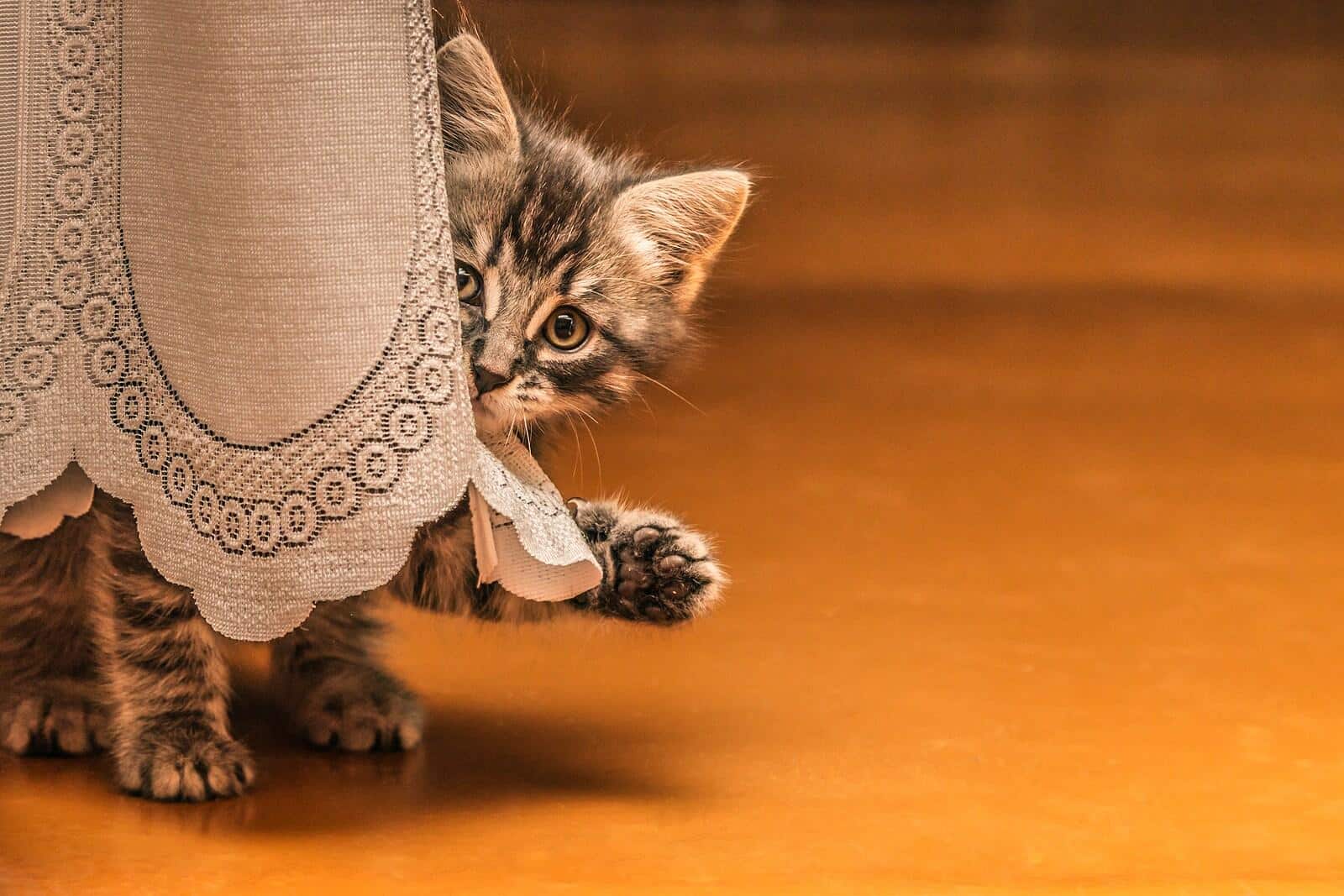 Kleine cyperse kitten verstopt zich tafelkleed met poot gestrekt.