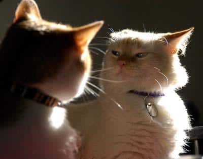 twee katten, waarvan één boos, (geluid op volledige grootte)