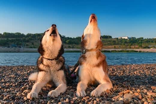 Twee jankende huskies liggen op een strand aan een meer.