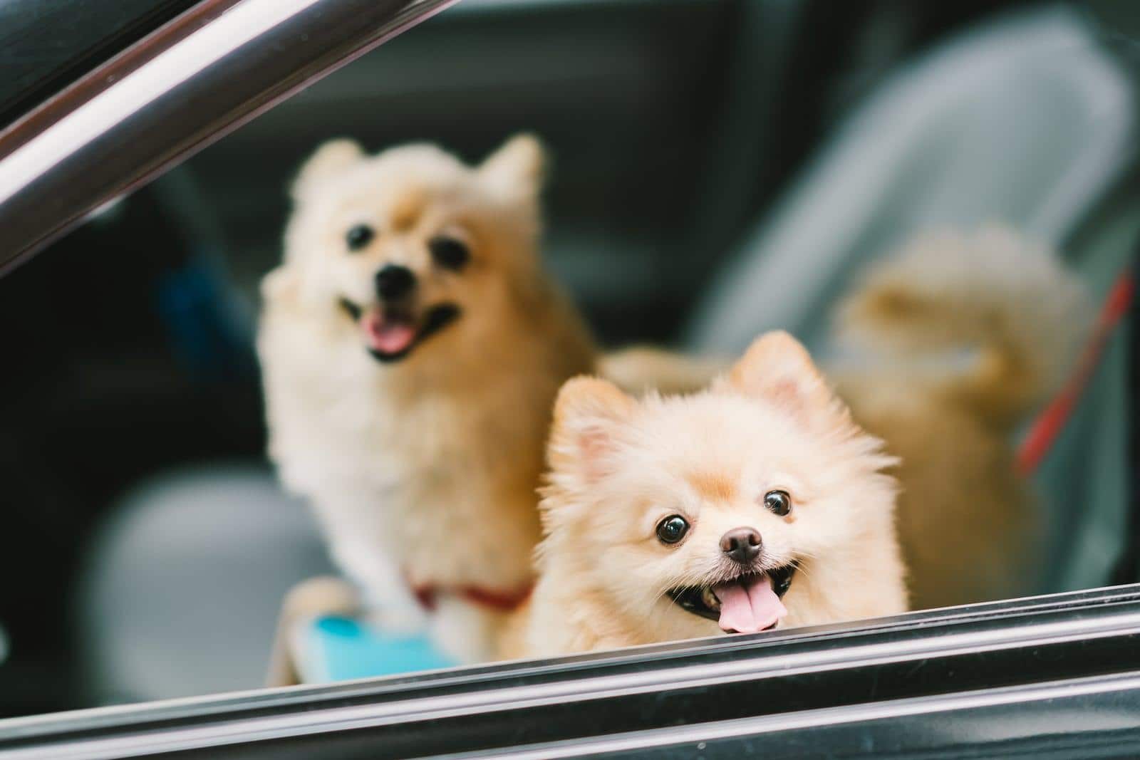 Twee dwergkeeshonden glimlachen in een auto.