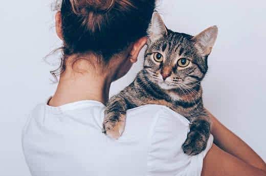 Onherkenbare jonge vrouw houdt een ernstig kijkende gestreepte kat vast. Baasje knuffelt huisdier tegen witte achtergrond.