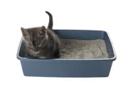 Kat in kattenbak
