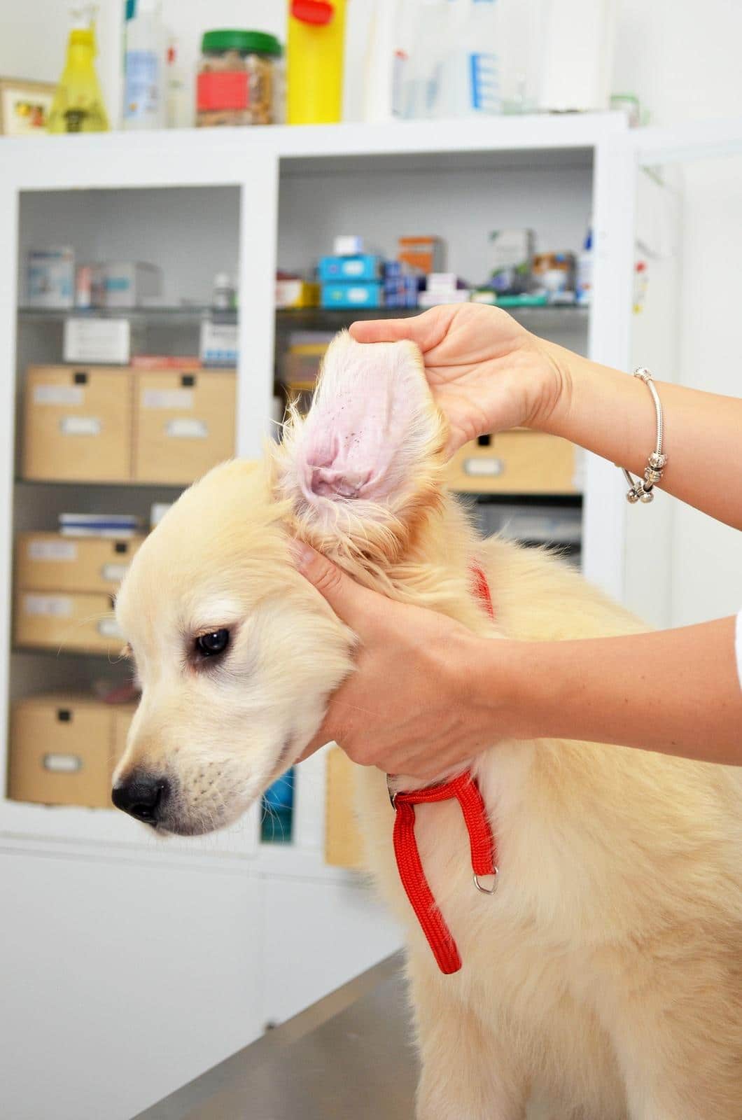 Golden retriever bij dierenarts voor controleren van zijn oren