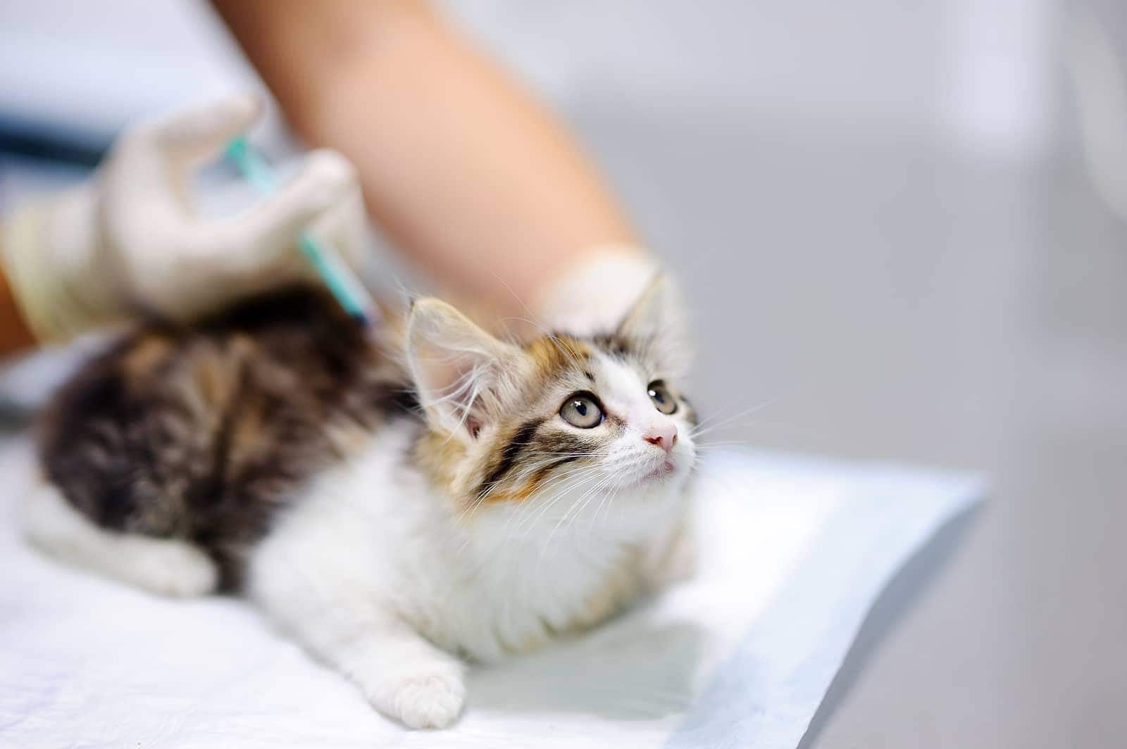 Dierenarts vaccineert kitten