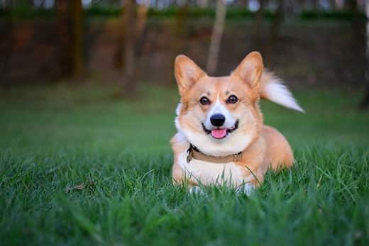 Lachende Welsh corgi pembroke ligt in het groene gras