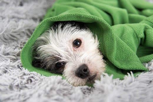 Zwart-witte hond ligt op zijn rug gewikkeld in een groene sweater.