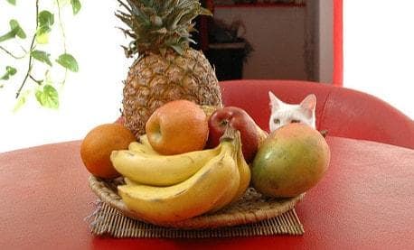 white-cat-by-fruit-bowl Witte kat kijkt naar een fruitschaal op een rode tafel