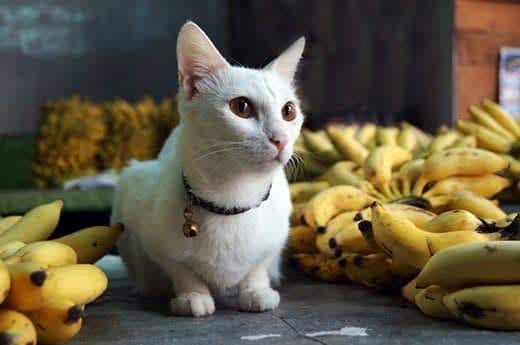 witte kat zit naast een stapel bananentrossen