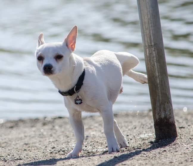 Witte chihuahua plast op een paaltje op het strand