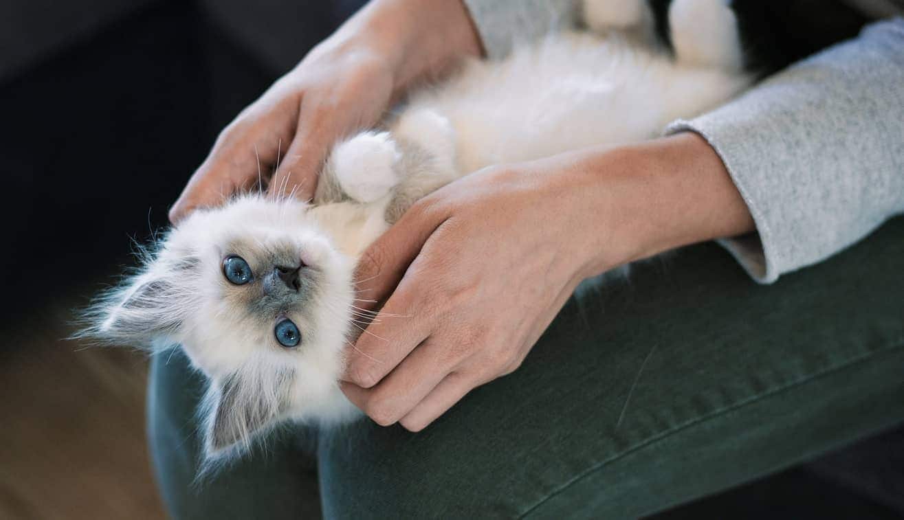 Witte kitten ligt op haar rug bij iemand op schoot.