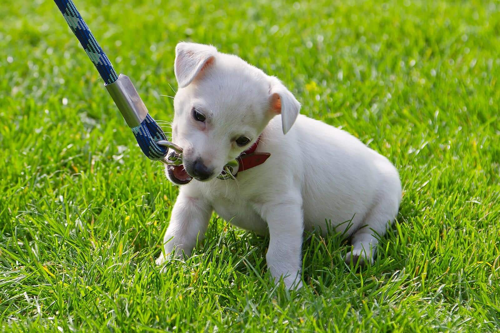 Kleine witte puppy zit op het gras en kauwt aan de lijn.