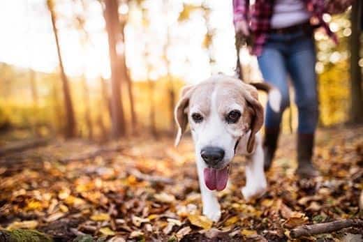 vrouw wandelt in de herfst met een beagle door het bos