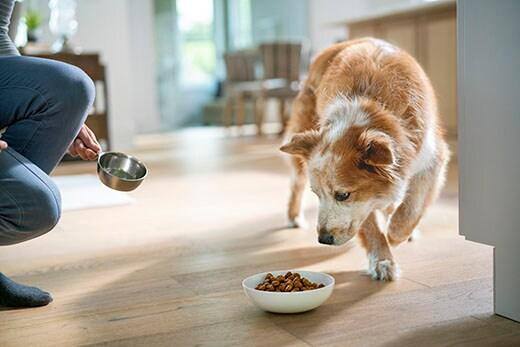 woman feeding senior dog in kitchen