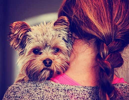 een schattige yorkshire terrier kijkt over de schouder van een vrouw