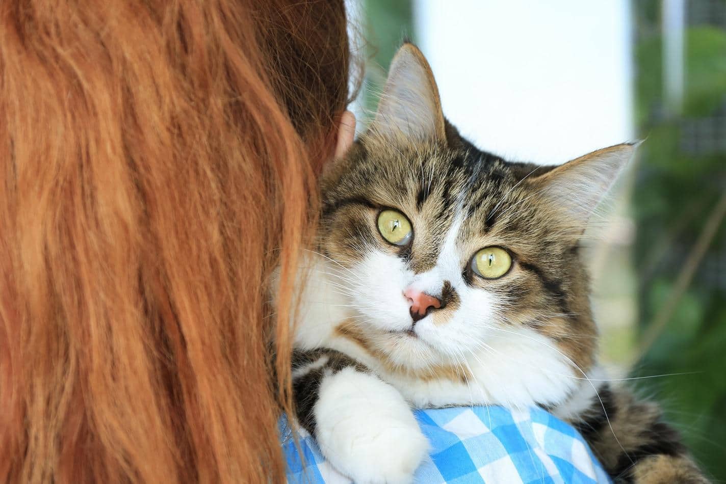 Vrouw in blauw geruit overhemd houdt pluizige kat over haar rechterschouder