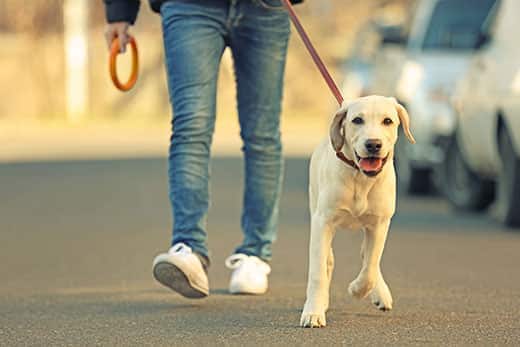 Eigenaar en labrador aan het wandelen in de stad met vage achtergrond