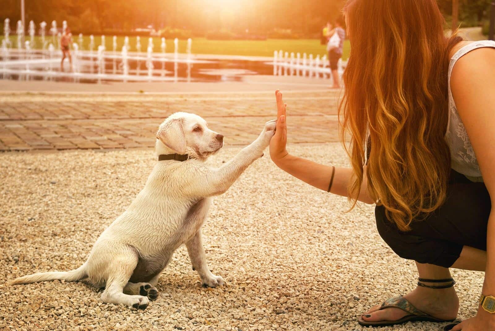 Gele labrador puppy en vrouw high-fiven in een park bij zonsondergang.