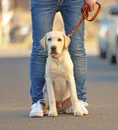 Beige labrador puppy aangelijnd aan de voeten van de eigenaar