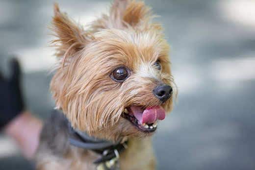 Een wandeling met een Yorkshire Terrier. Beeld met selectieve focus en kleurnuances.