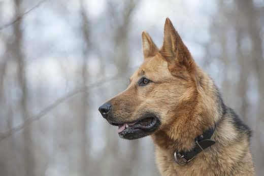 Jonge Duitse herder teefje in het bos op een bewolkte lentedag