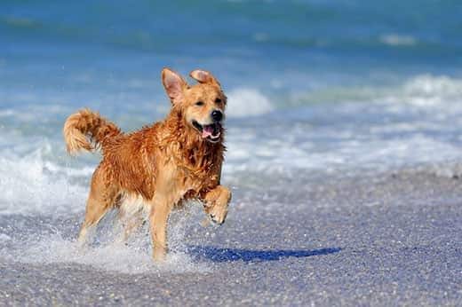 Jonge golden retriever die op het strand rent