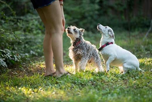 jonge vrouw speelt met honden in een tuin