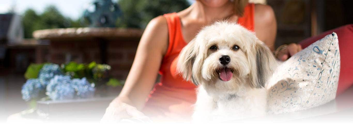 Foto van een Shih Tzu-hond